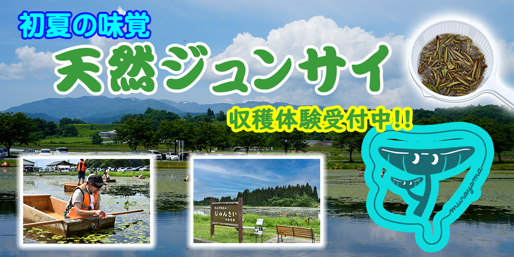 天然ジュンサイ収穫体験受付中の画像