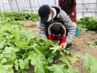 画像　野菜収穫体験の様子