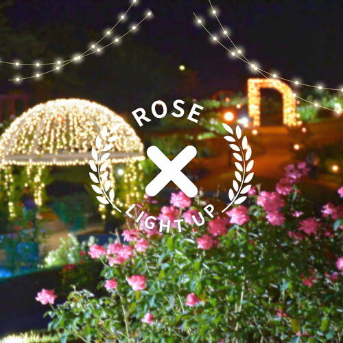 ライトアップされた東沢バラ公園の画像