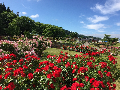 東沢公園全景