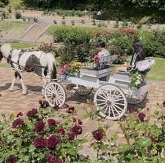 ポニーの馬車に乗る子どもの画像