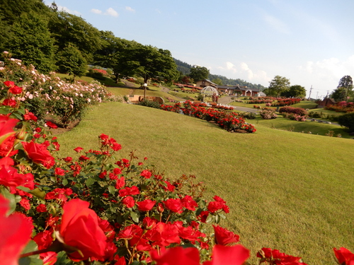 写真　東沢バラ公園