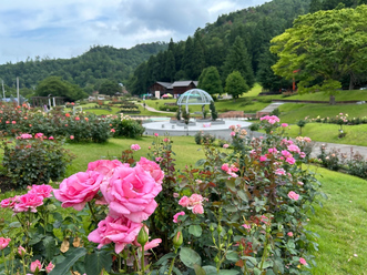 7月5日時点の正面入口前のバラの開花状況の写真