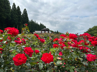 7月5日時点の永遠の丘のバラの開花状況の写真