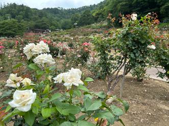 7月5日時点の香りのバラエリアのバラの開花状況の写真