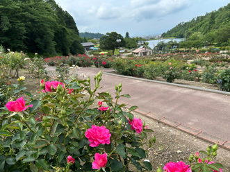 7月5日時点の北入口前のバラの開花状況の写真