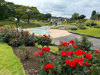 7月5日時点の親水広場のバラの開花状況の写真