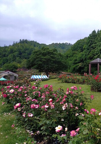 6月27日5分咲き