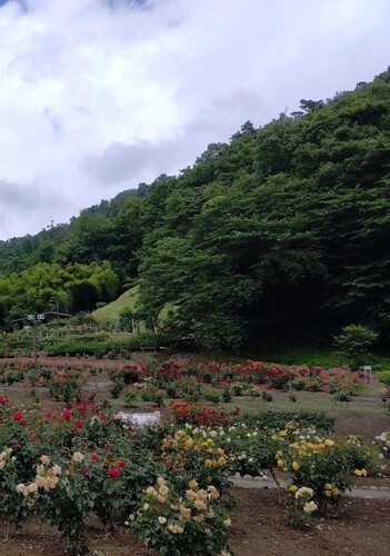 6月27日5分咲き