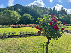 6月24日時点の正面入口前のバラの開花状況の写真