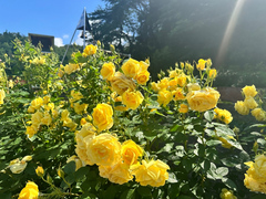 6月24日時点のローズベル付近のバラの開花状況の写真