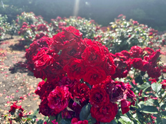 6月24日時点の香りのバラエリアのバラの開花状況の写真
