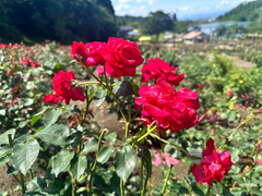 6月24日時点の北入口前のバラの開花状況の写真