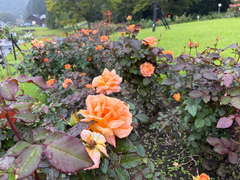 9月15日時点の正面入口前のバラの開花状況の写真