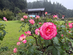 9月15日時点のバラ交流館前のバラの開花状況の写真