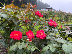 9月15日時点の永遠の丘のバラの開花状況の写真