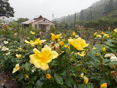 9月15日時点の香りのバラエリアのバラの開花状況の写真