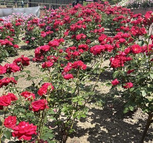 6月6日見頃