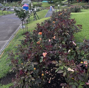 6月27日5分咲き