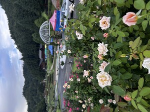6月27日5分咲き