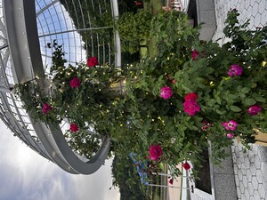 6月27日5分咲き