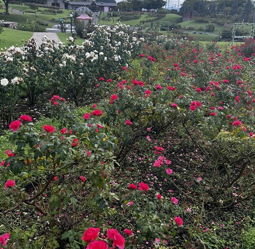 6月27日5分咲き