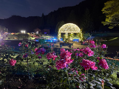 ライトアップされた東沢バラ公園の画像