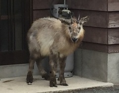 カモシカの姿