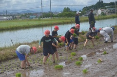 田植え3