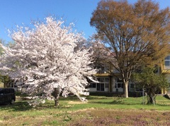 桜
