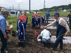 さつまいもの苗1