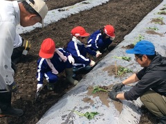 さつまいもの苗4