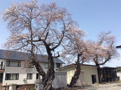 桜