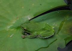 睡蓮の葉の上で見つけた蛙の写真