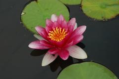 観察池の睡蓮の花の写真