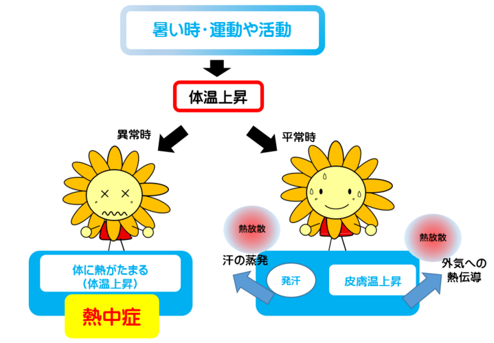 熱中症の病態