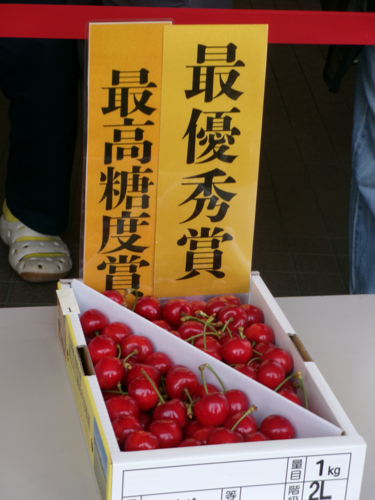 令和8年度「村山市産サクランボ品評会」を開催しました 村山市