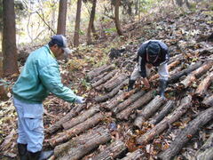 写真　なめこ収穫体験の様子