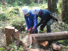 写真　間伐体験の様子