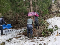 写真 イヌザクラ案内看板設置の様子