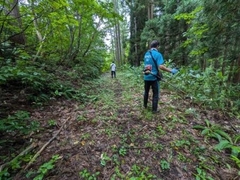 写真 イヌザクラ草刈りの様子
