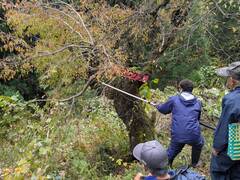 写真 イヌザクラ保護活動の様子