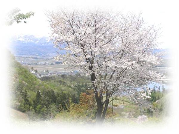 勝負平の桜