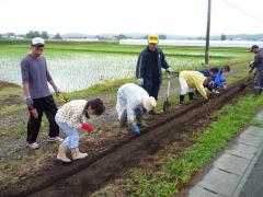 コスモス種植え