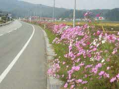 写真コスモス街道